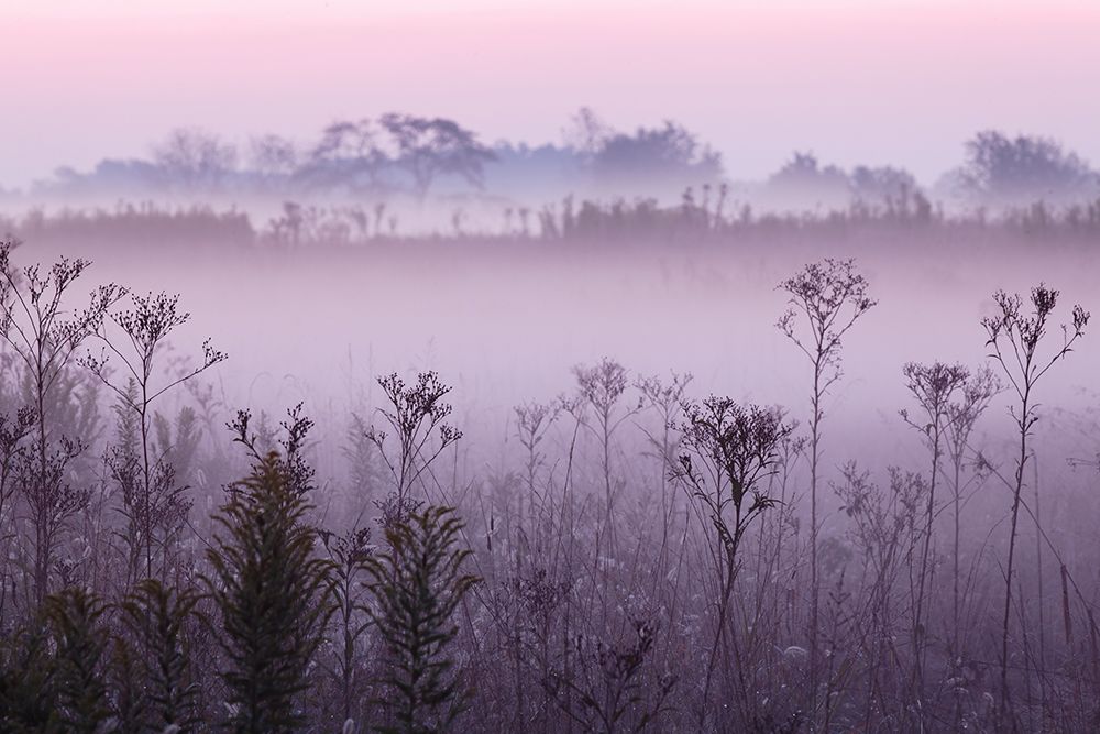 Weed stems silhouetted and foggy sunrise, Oldham County, Kentucky art print by Adam Jones for $57.95 CAD