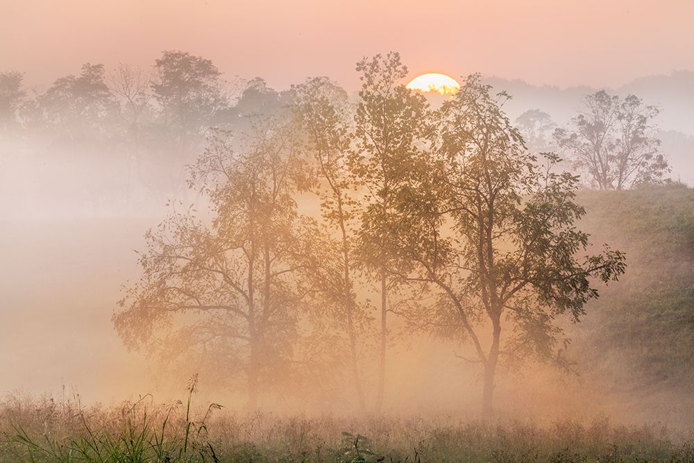 Foggy sunrise, Oldham County, Kentucky art print by Adam Jones for $57.95 CAD