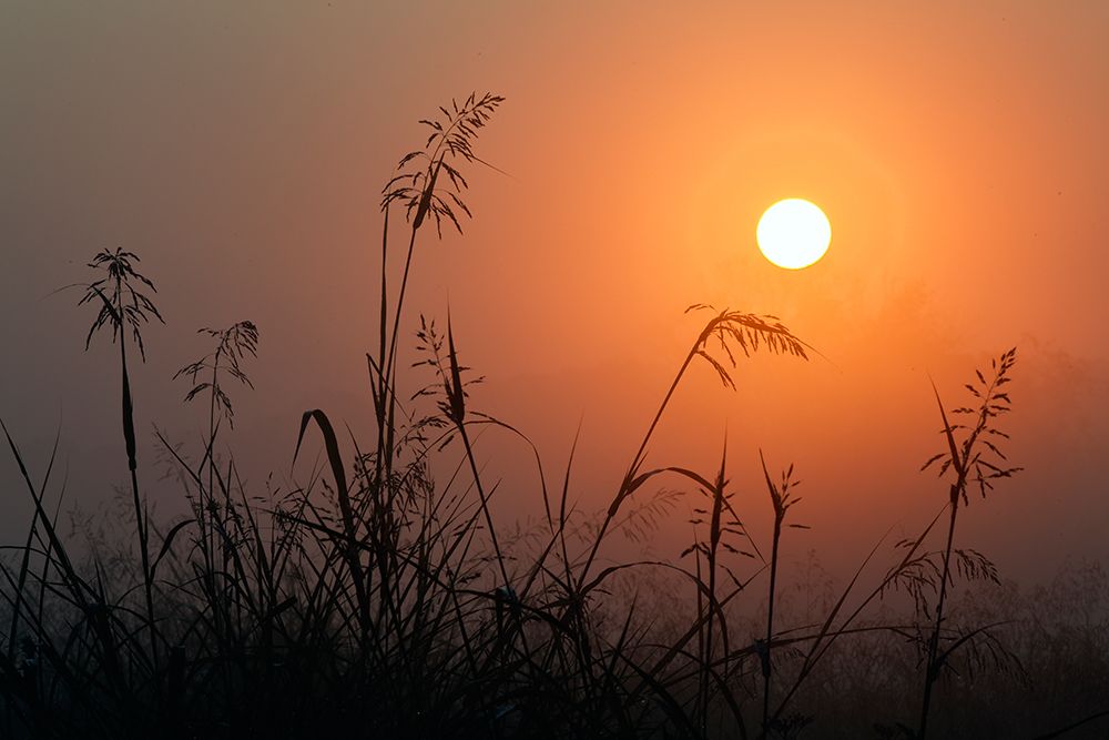 Tall grass stems silhouetted on foggy sunrise, Oldham County, Kentucky art print by Adam Jones for $57.95 CAD
