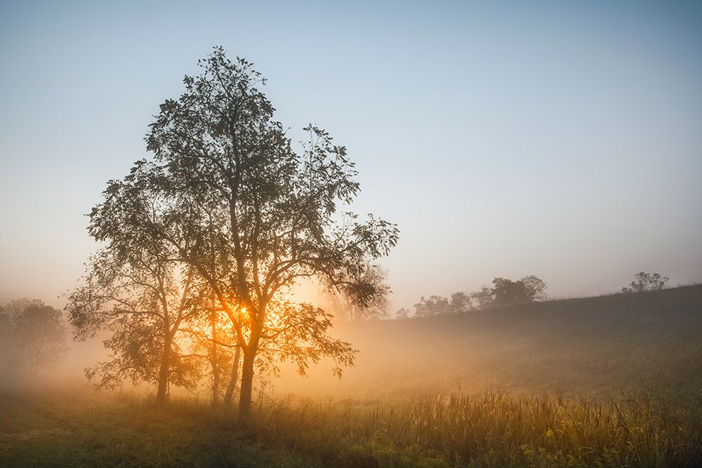 Foggy sunrise, Oldham County, Kentucky art print by Adam Jones for $57.95 CAD