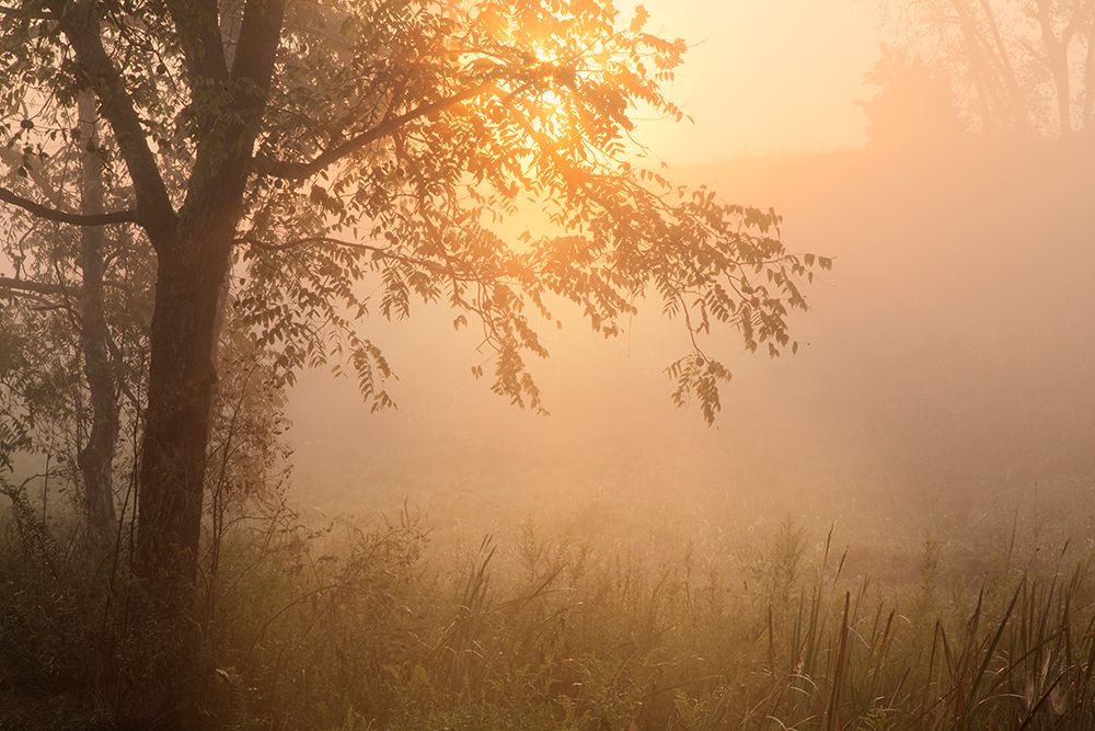 Foggy sunrise, Oldham County, Kentucky art print by Adam Jones for $57.95 CAD
