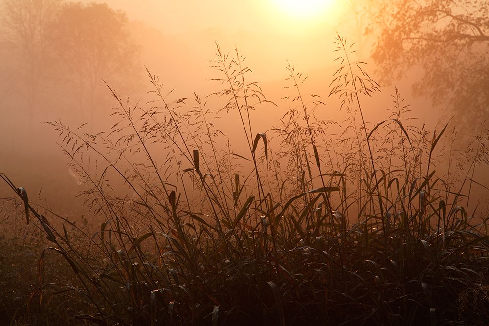 Tall grass stems silhouetted on foggy sunrise, Oldham County, Kentucky art print by Adam Jones for $57.95 CAD