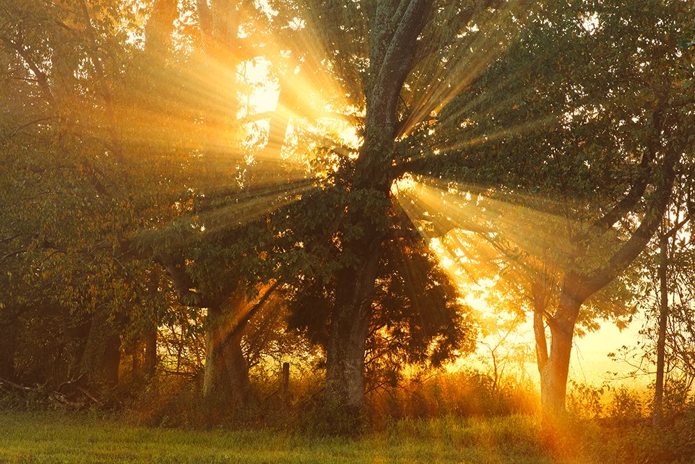Sunlight filtering through trees, Oldham County, Kentucky art print by Adam Jones for $57.95 CAD