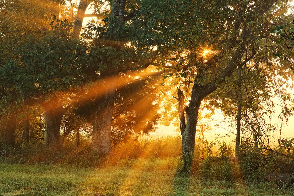 Sunlight filtering through trees, Oldham County, Kentucky art print by Adam Jones for $57.95 CAD
