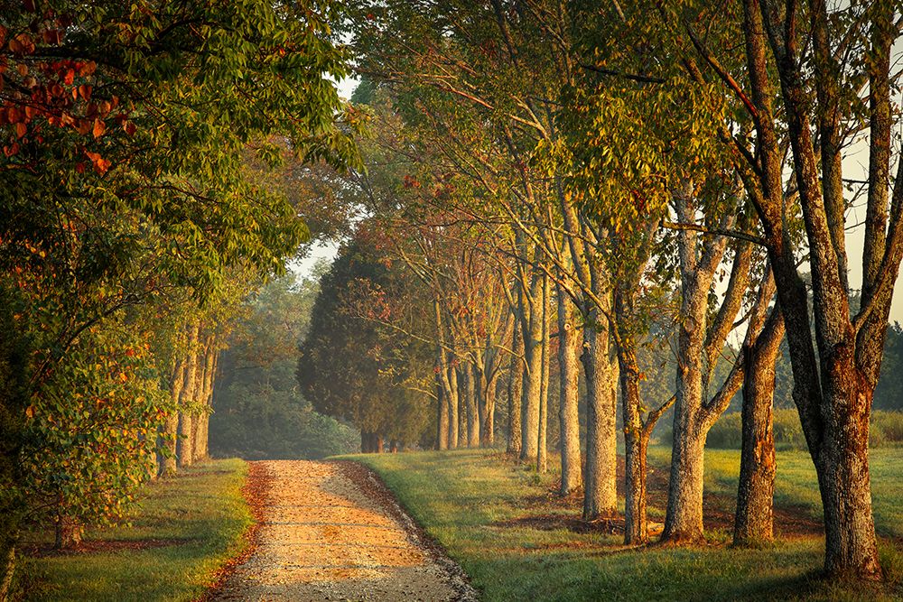 Roadway and fences on horse farm at sunrise, Oldham County, Kentucky art print by Adam Jones for $57.95 CAD