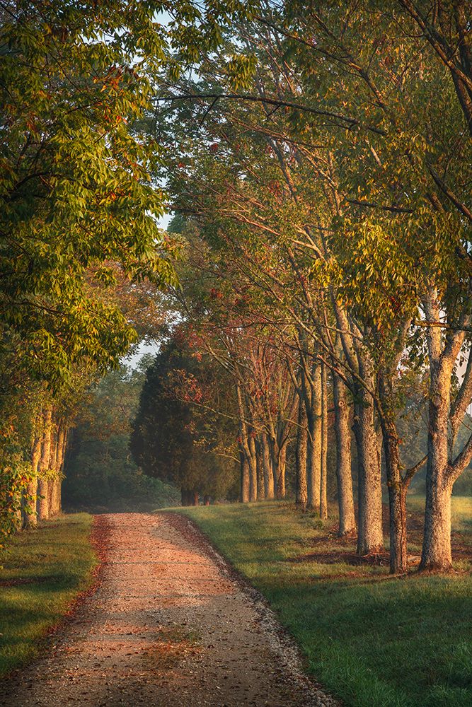 Roadway and fences on horse farm at sunrise, Oldham County, Kentucky art print by Adam Jones for $57.95 CAD