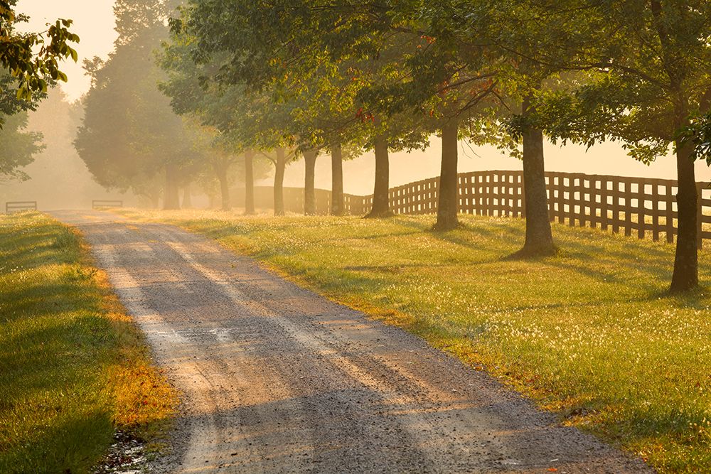 Roadway and fences on horse farm at sunrise on foggy morning, Oldham County, Kentucky art print by Adam Jones for $57.95 CAD