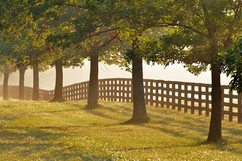 Black fences on horse farm at sunrise on foggy morning, Oldham County, Kentucky art print by Adam Jones for $57.95 CAD