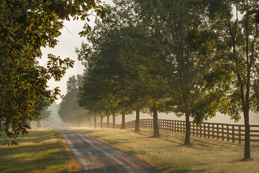 Roadway and fences on horse farm at sunrise on foggy morning, Oldham County, Kentucky art print by Adam Jones for $57.95 CAD