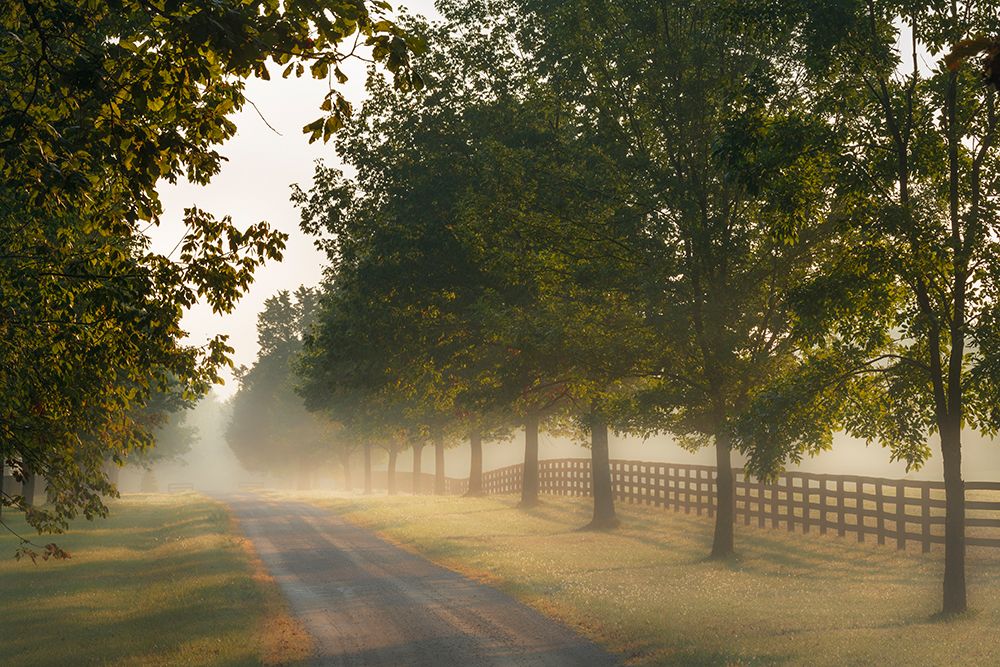Roadway and fences on horse farm at sunrise on foggy morning, Oldham County, Kentucky art print by Adam Jones for $57.95 CAD