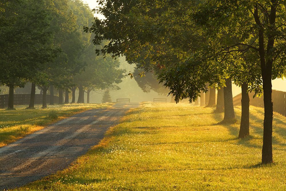 Roadway and fences on horse farm at sunrise on foggy morning, Oldham County, Kentucky art print by Adam Jones for $57.95 CAD