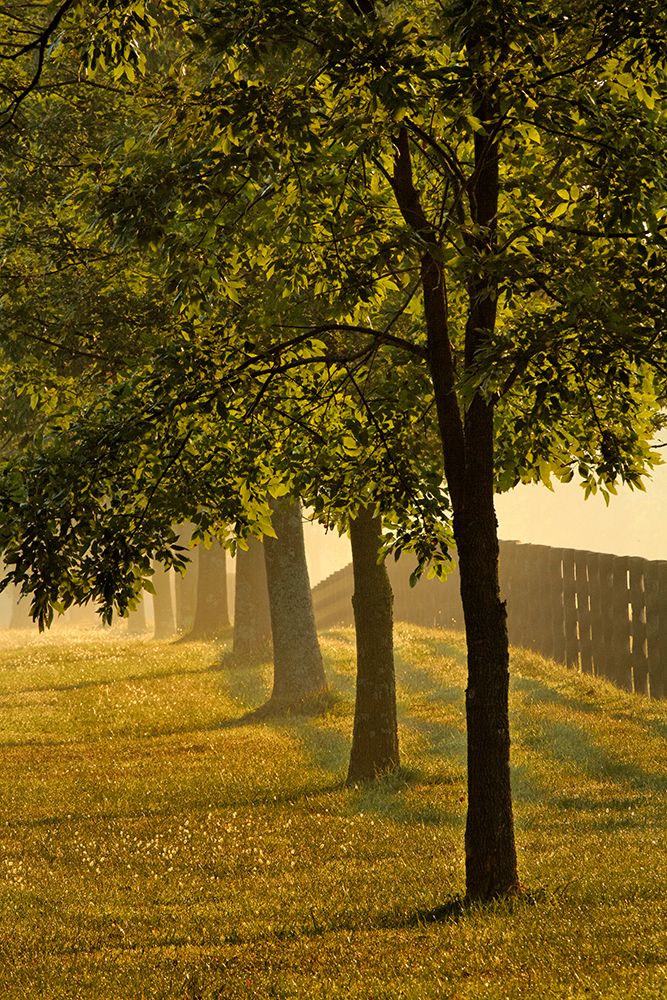 Black fences on horse farm at sunrise on foggy morning, Oldham County, Kentucky art print by Adam Jones for $57.95 CAD