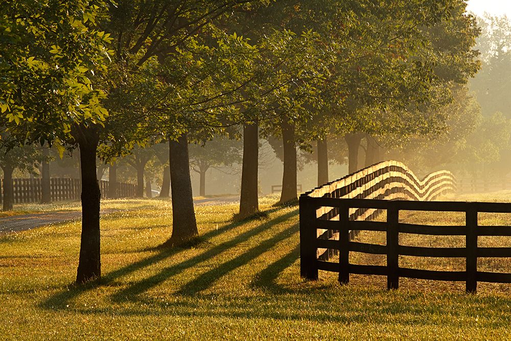 Black fences on horse farm at sunrise on foggy morning, Oldham County, Kentucky art print by Adam Jones for $57.95 CAD