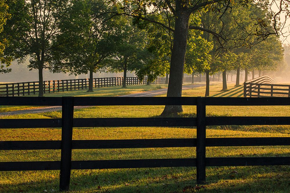 Black fences on horse farm at sunrise on foggy morning, Oldham County, Kentucky art print by Adam Jones for $57.95 CAD
