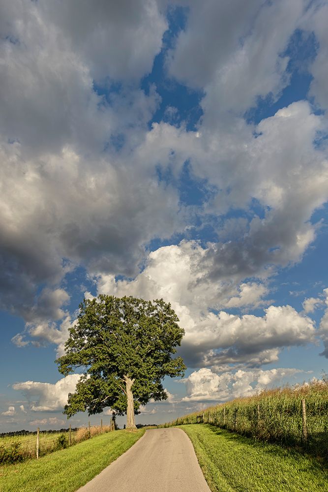 Rural road beneath stately tree, Oldham County, Kentucky art print by Adam Jones for $57.95 CAD