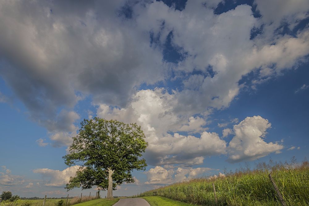 Rural road beneath stately tree, Oldham County, Kentucky art print by Adam Jones for $57.95 CAD