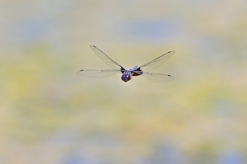 Great blue skimmer dragonfly in flight, Kentucky art print by Adam Jones for $57.95 CAD