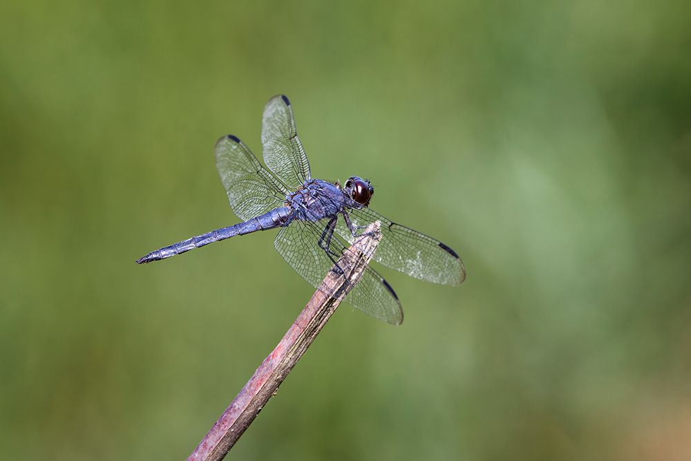 Great blue skimmer dragonfly, Kentucky art print by Adam Jones for $57.95 CAD