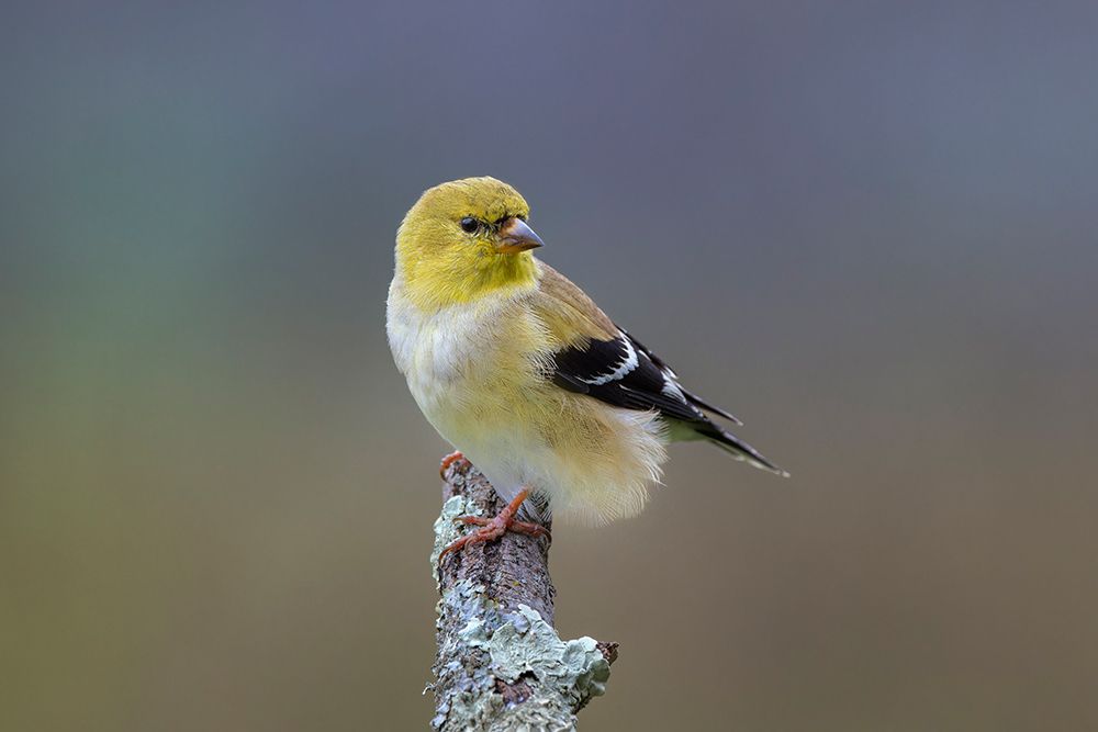 American goldfinch transitioning from winter to breeding plumage, Kentucky art print by Adam Jones for $57.95 CAD