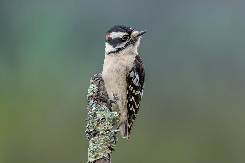 Male Downy woodpecker, Kentucky art print by Adam Jones for $57.95 CAD