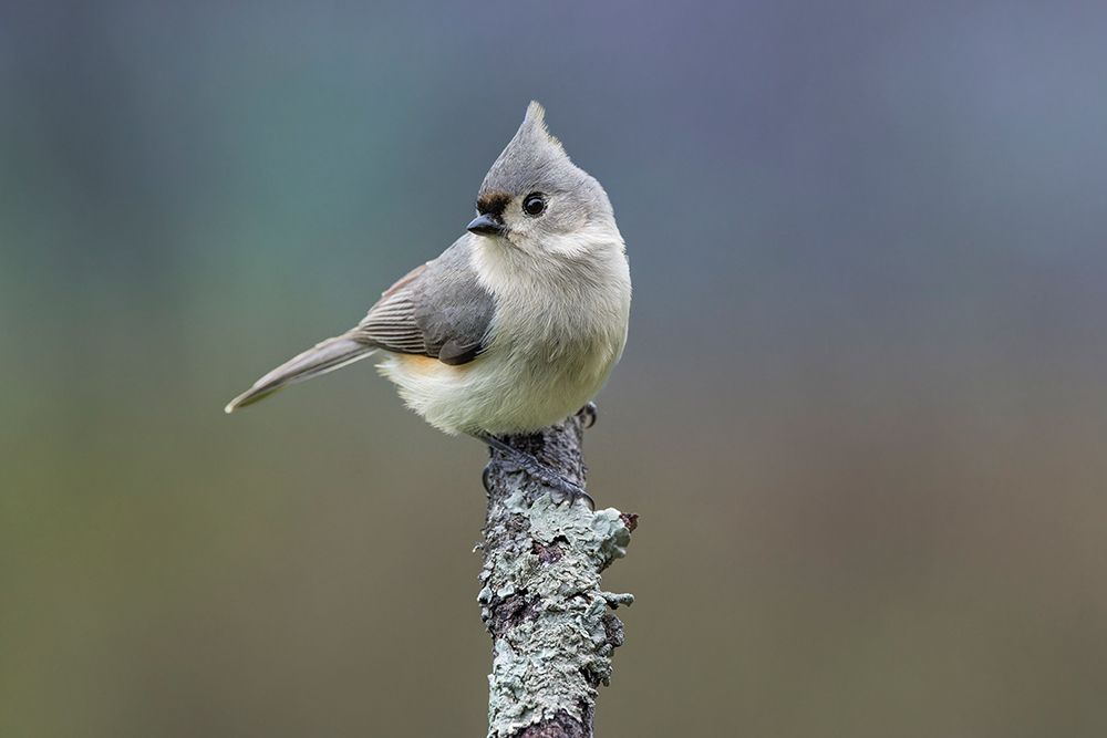 Titmouse, Paridae, Kentucky art print by Adam Jones for $57.95 CAD