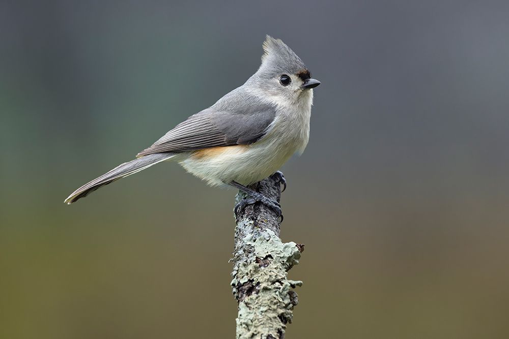 Titmouse, Paridae, Kentucky art print by Adam Jones for $57.95 CAD
