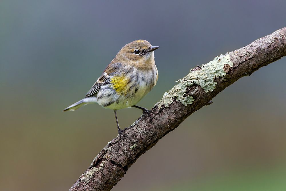 Yellow-rumped warbler in winter plumage, Kentucky art print by Adam Jones for $57.95 CAD
