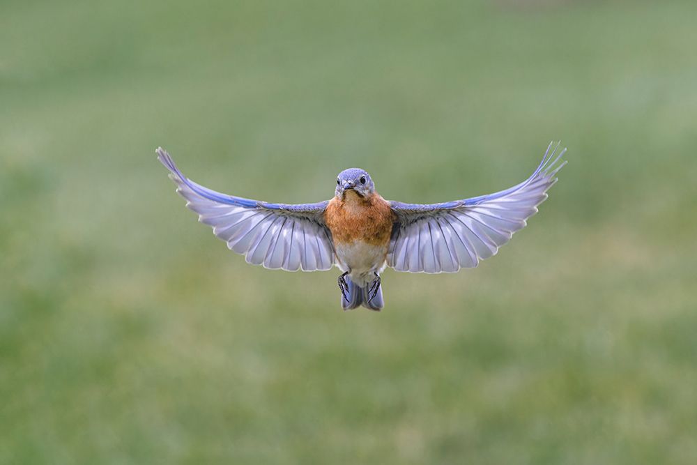 Eastern bluebird flying, Kentucky art print by Adam Jones for $57.95 CAD
