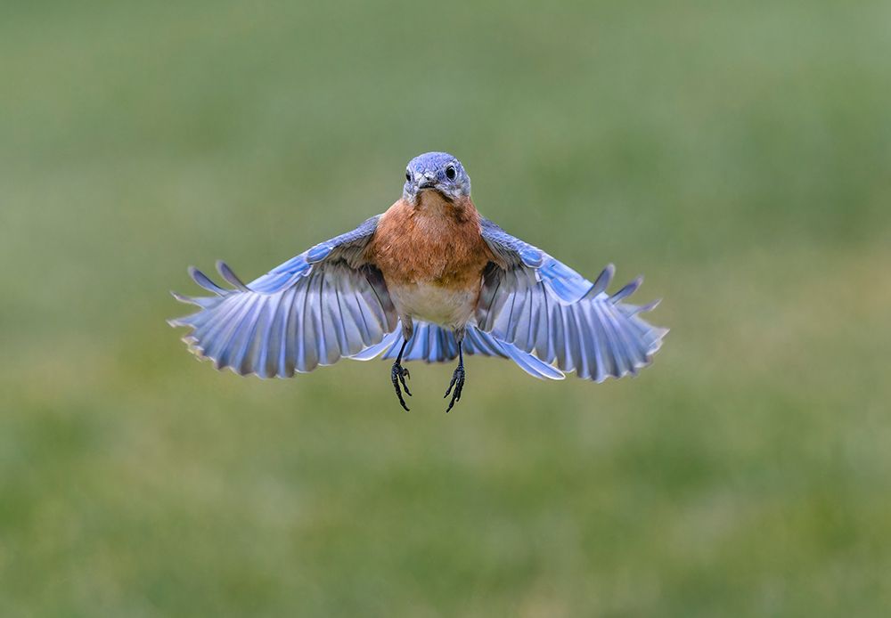 Eastern bluebird flying, Kentucky art print by Adam Jones for $57.95 CAD