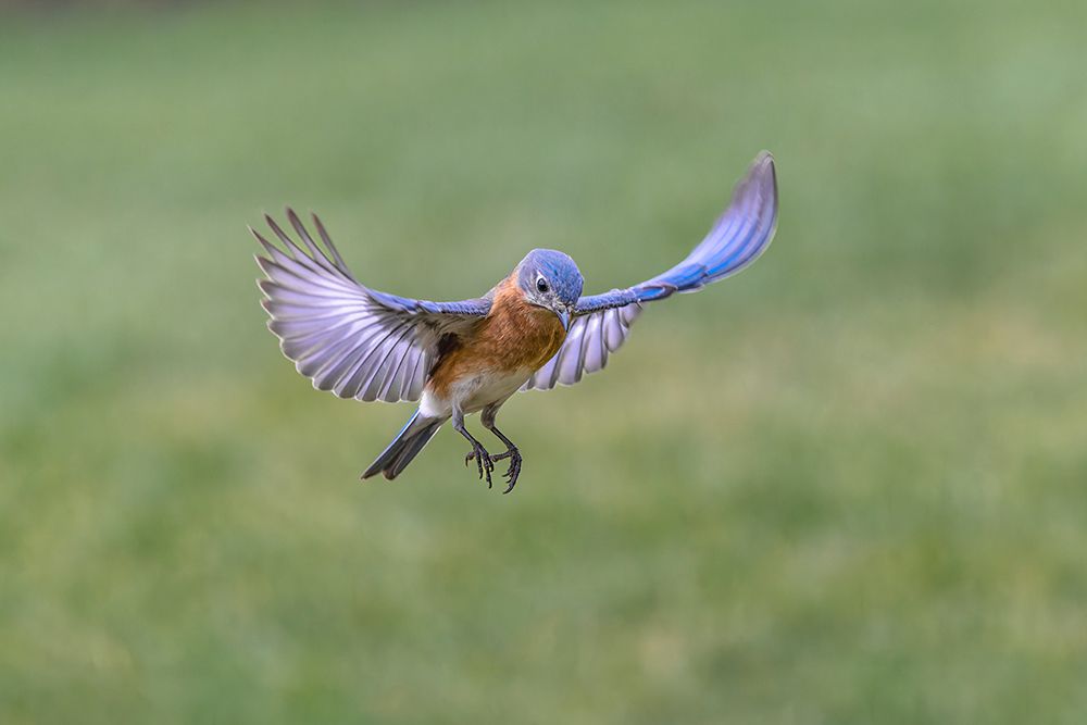 Eastern bluebird flying, Kentucky art print by Adam Jones for $57.95 CAD