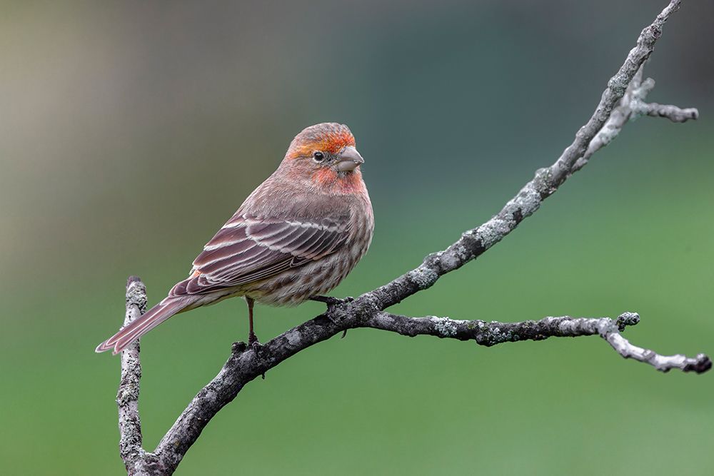 Male house finch, transitioning from winter plumage to breeding plumage, Kentucky art print by Adam Jones for $57.95 CAD