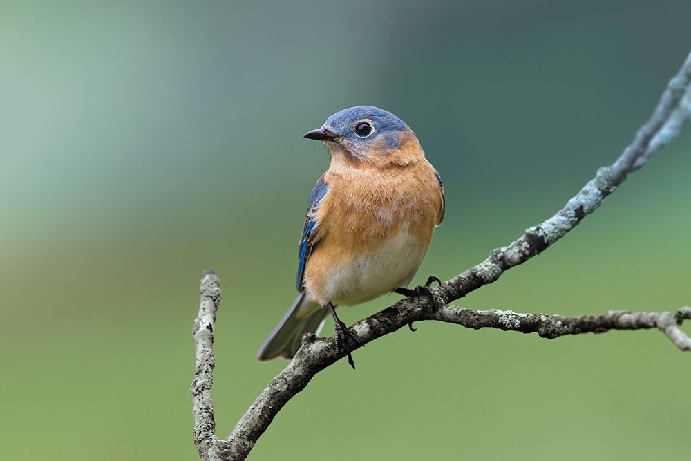 Female eastern bluebird, Kentucky art print by Adam Jones for $57.95 CAD
