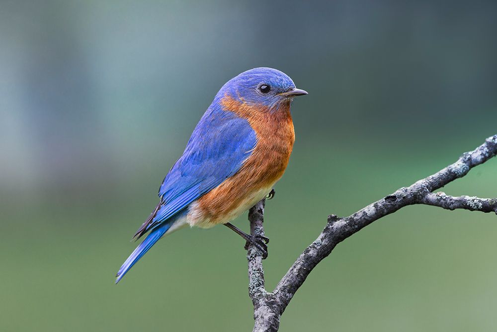Male Eastern bluebird, Kentucky art print by Adam Jones for $57.95 CAD