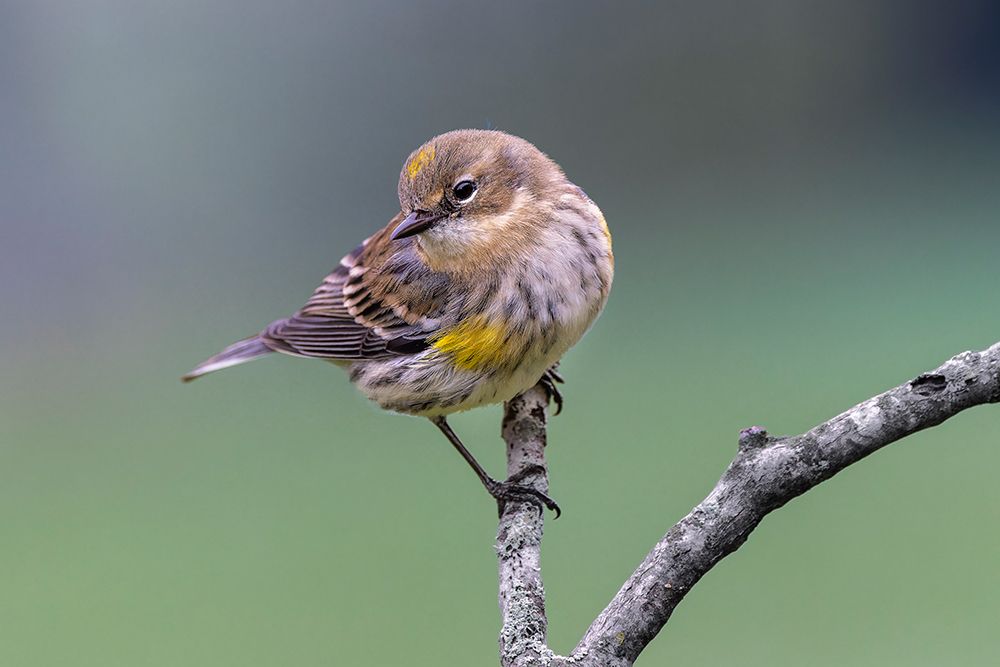 Yellow-rumped warbler in winter plumage, Kentucky art print by Adam Jones for $57.95 CAD