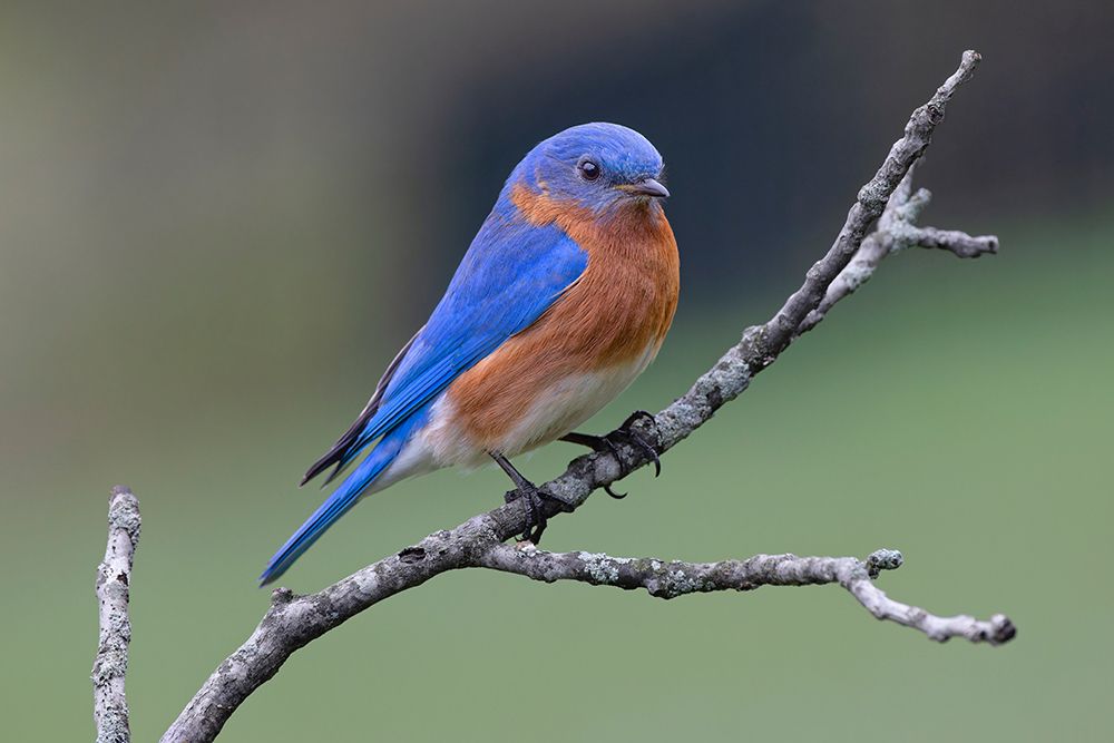 Male Eastern bluebird, Kentucky art print by Adam Jones for $57.95 CAD