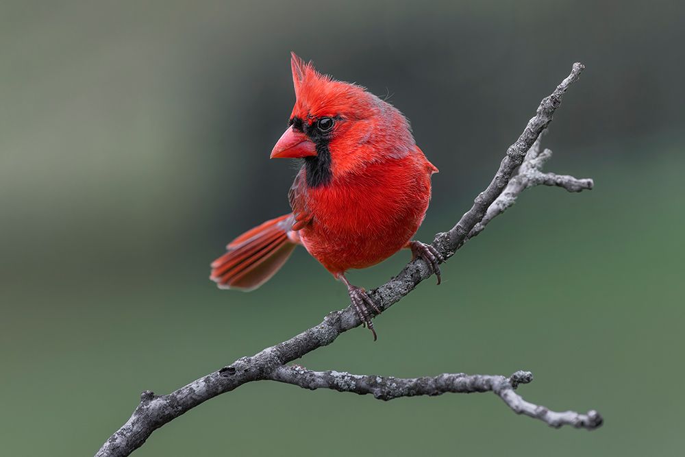 Male Northern Cardinal in winter, Kentucky art print by Adam Jones for $57.95 CAD