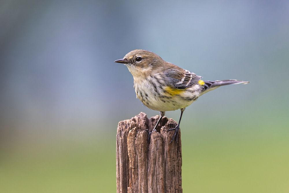 Yellow-rumped warbler in winter plumage, Kentucky art print by Adam Jones for $57.95 CAD