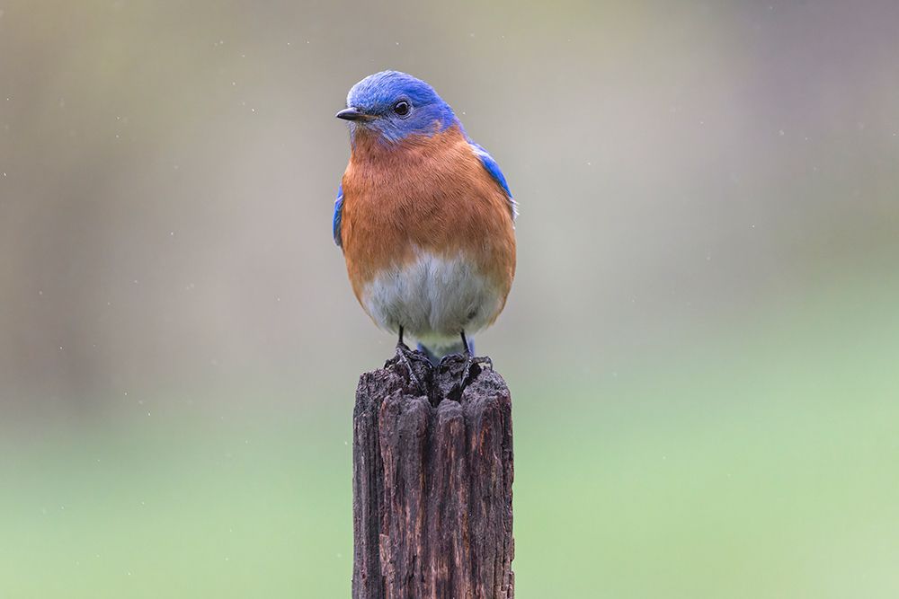 Male Eastern bluebird, Kentucky art print by Adam Jones for $57.95 CAD