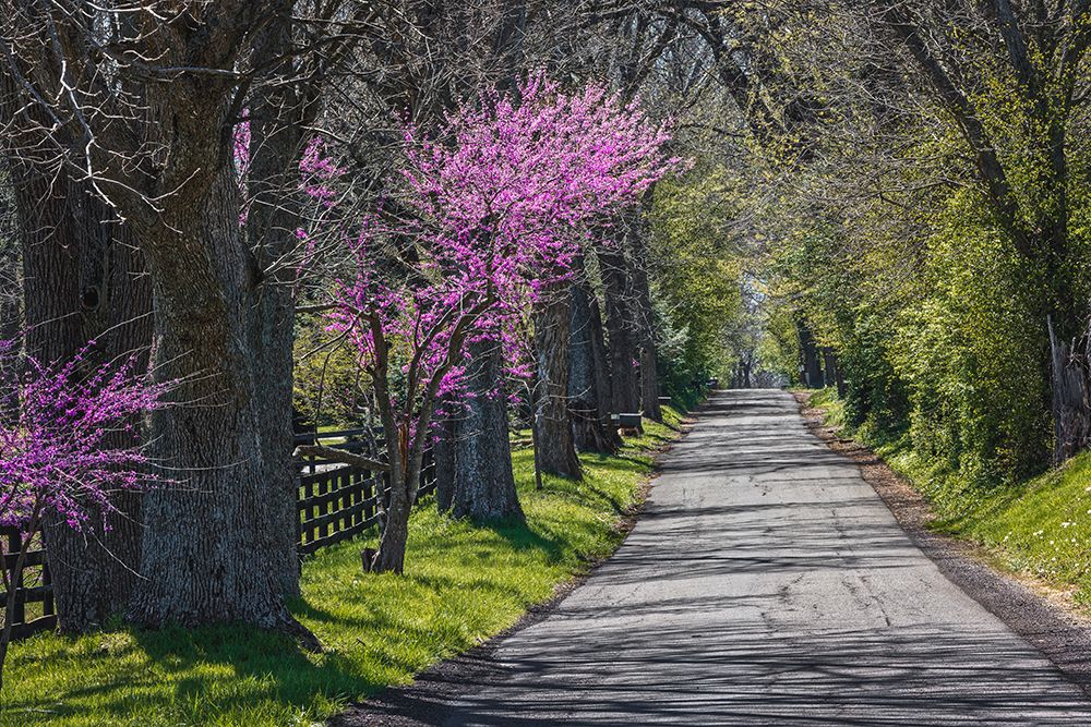 Rural country road near Lexington, Kentucky in spring with redbud tree in full bloom. art print by Adam Jones for $57.95 CAD