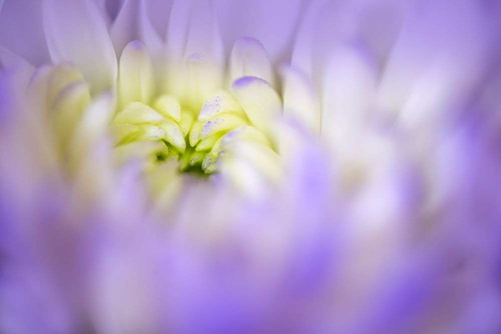 Chrysanthemum flower opening up, Kentucky art print by Adam Jones for $57.95 CAD