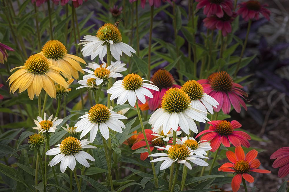Cone flowers in garden, Kentucky art print by Adam Jones for $57.95 CAD