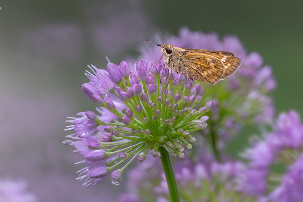 Fiery skipper on purple flowers, Kentucky art print by Adam Jones for $57.95 CAD