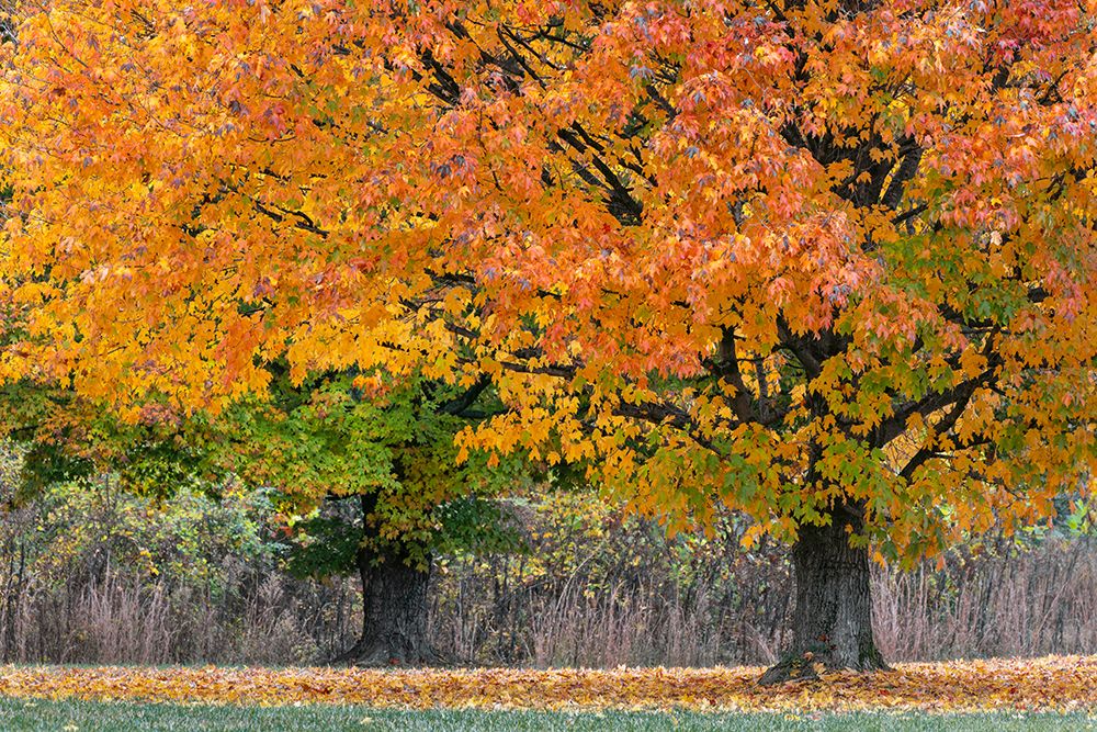 Maple tree in the fall, Oldham County, Kentucky. art print by Adam Jones for $57.95 CAD