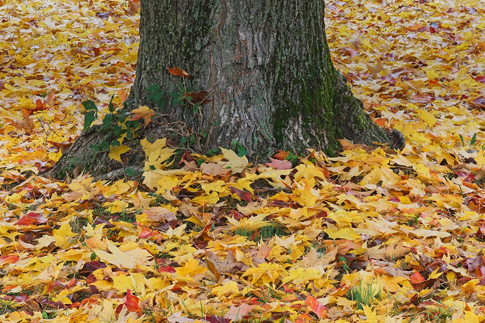 Maple tree leaves on the ground in the fall, Oldham County, Kentucky. art print by Adam Jones for $57.95 CAD