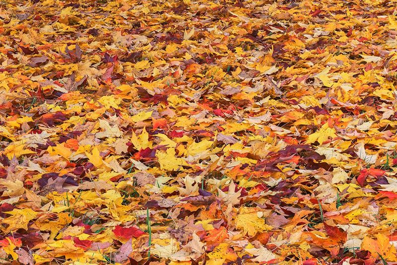 Autumn leaves, Oldham County, Kentucky art print by Adam Jones for $57.95 CAD