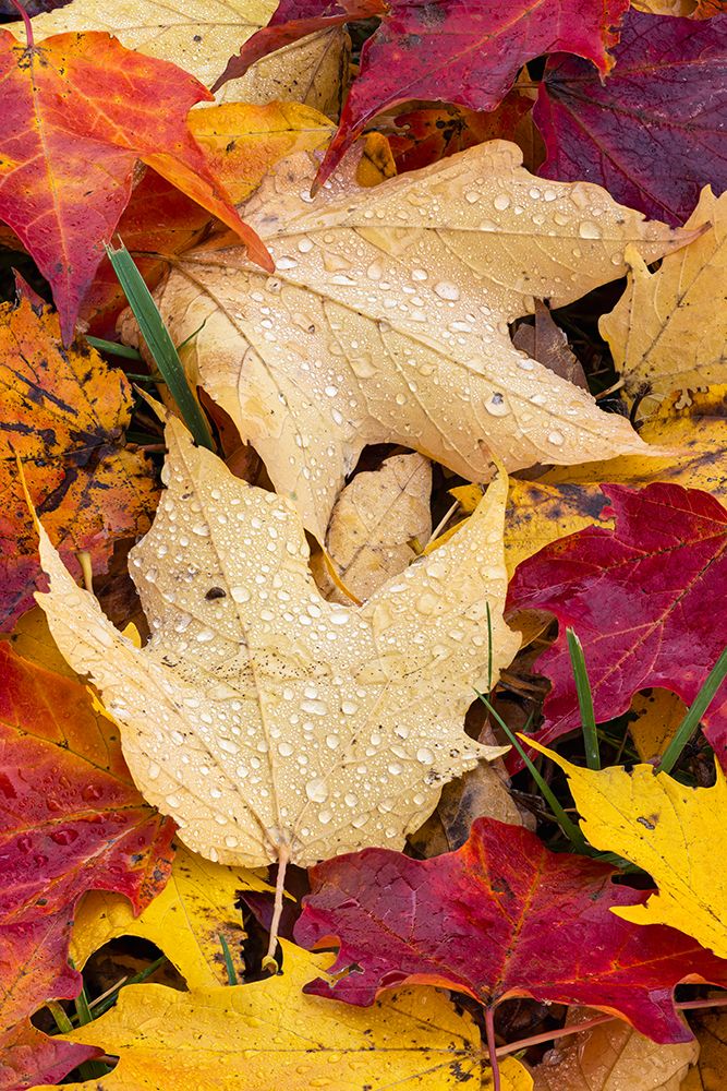 Autumn leaves, Oldham County, Kentucky art print by Adam Jones for $57.95 CAD