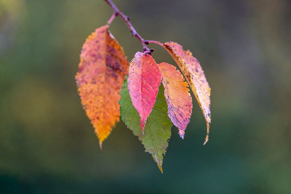 Autumn leaves, Oldham County, Kentucky art print by Adam Jones for $57.95 CAD