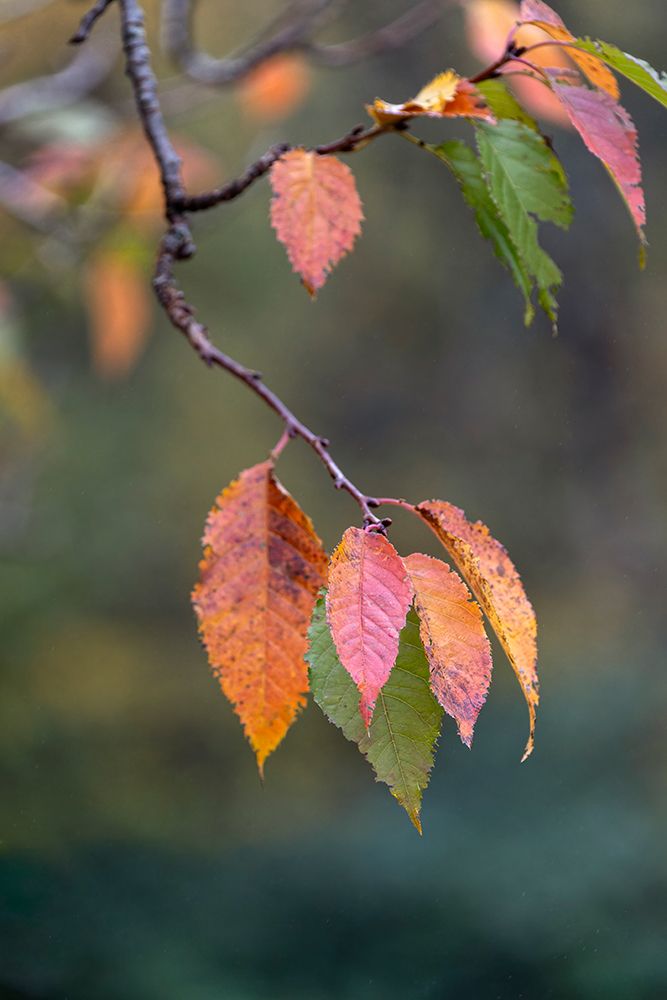 Close-up of autumn leaves, Kentucky art print by Adam Jones for $57.95 CAD