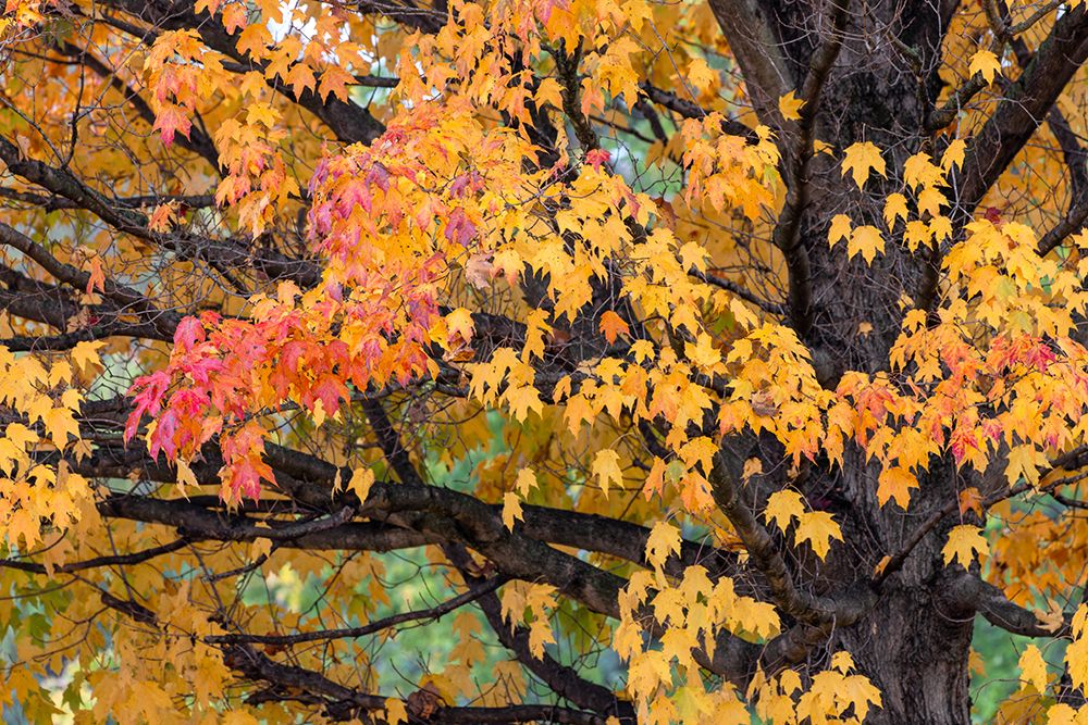 Red and yellow leaves on a fall maple tree, Kentucky art print by Adam Jones for $57.95 CAD