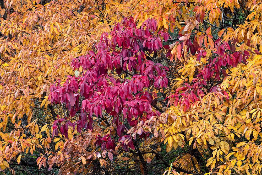 Red and yellow leaves on a fall maple tree, Kentucky art print by Adam Jones for $57.95 CAD